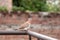 Laughing Dove on Roof Grill