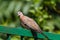 Laughing Dove sitting and watching