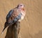 Laughing dove on slate