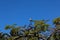 Laughing dove Spilopelia senegalensis seating on the Flame tree Delonix regia with Seed pods, Tenerife, Canary islands, Spain