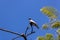 Laughing dove Spilopelia senegalensis seating on the Flame tree Delonix regia, Tenerife, Canary islands, Spain - Image