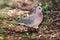 The Laughing Dove Spilopelia senegalensis, a small pigeon sitting on the ground in the African bush