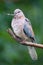 Laughing dove streptopelia senegalensis