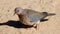 Laughing Dove walking