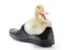 Laughing duckling in shoe