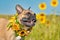 Laughing French Bulldog dog wearing a floral sunflower collar