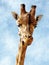 Laughing giraffe