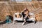 Laughing girl sitting on white bench with one leg up and talking on phone. Cute girl rests after shopping in a