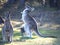 Laughing Grey Kangaroo with Joey