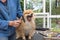 Laughing groomed Pomeranian German Spitz dog