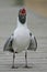 Laughing gull