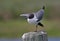 Laughing gull