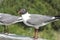 Laughing Gull