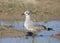 Laughing Gull 1st winter leudophaes atricilla
