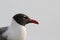 Laughing Gull