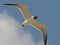 Laughing Gull