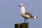 Laughing Gull  606346