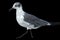 A laughing gull against a black background with an illustrated look, Shore birds, Royalty free stock image.