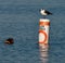 A Laughing Gull On Beach Buoy