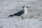 A laughing gull on the beach in Florida, Shore birds, Royalty free stock image.