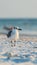 Laughing Gull on beach in full shot at sunset against out of focused background