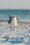 Laughing Gull on beach in full shot at sunset against out of focused background