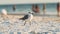 Laughing Gull on beach in full shot at sunset against out of focused background