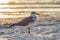 Laughing Gull on beach during sunset sideview