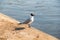 Laughing Gull Bird by the river Neris in Vilnius Lithuania