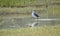 Laughing Gull bird in salt marsh, Pickney Island National Wildlife Refuge, USA