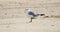 Laughing Gull bird on sandy beach, Hilton Head Island