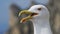 Laughing gull close-up looks into the camera.