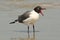 Laughing Gull -Cumberland Island, Georgia