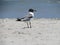 The laughing gull enjoying a warm sunny day on the beach