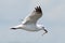 Laughing Gull Feeding