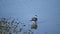 Laughing Gull Feeding in the Marsh