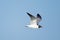 Laughing Gull in flight