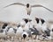 Laughing Gull in Flight - Texas