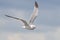 Laughing Gull Flying