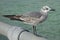 Laughing Gull-Juvenile