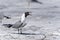 Laughing gull, larus atricilla