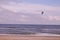 A Laughing Gull (Leucophaeus atricilla) on the beach at Emerald Isle, NC