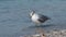 Laughing gull  leucophaeus atricilla dancing in shallow surf.