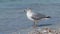 Laughing gull leucophaeus atricilla dancing in shallow surf.