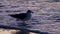 Laughing gull leucophaeus atricilla dancing in shallow surf at sunset.