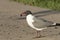 The laughing gull Leucophaeus atricilla eating berry