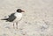 A Laughing Gull Leucophaeus Atricilla is on Indian Rocks Beach, Gulf of Mexico, Florida