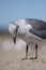 Laughing Gull looking at feet