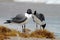 Laughing Gull Pair