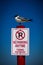 Laughing Gull Perched on No Parking Sign Post